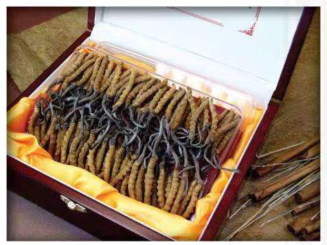 沙湾冬虫夏草回收